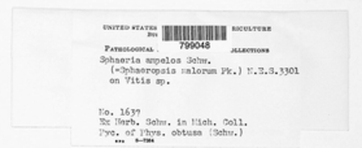 Coniothyrium ampelos image